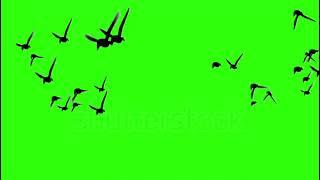 Bird png video || flying bird video green screen || bird  png video #png #birds #viral