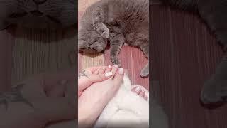 貓與腳#legs #toes #腳 #feet #美女 #foot #美足 #腳底 #足 #腳趾 #腳趾甲 #足控#希臘腳 #美甲 #美腳