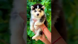 Siberian Husky male pup#pets#huskydoglovers#dogbreed #huskyworld#puppy#siberianhusky#husky#dog