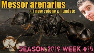 Messor arenarius, black matte harvester ant | Season 2019 Week #15 Update