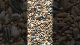 Bird world #san #birds #alexander #kabutar #birdspecies#pigeon #fish #lovebird #fish #lovesign #san