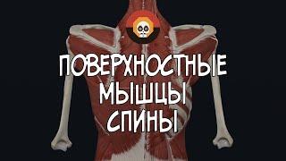 Поверхностные мышцы спины 3D Анатомия