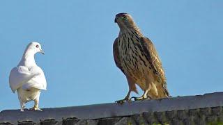  Hawk sat on the Roof with the Pigeons! Air Battle of the Goshawk and my Pigeons!