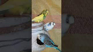 budgies activities