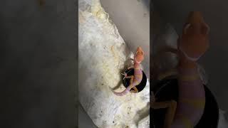 Sunglow Leopard Gecko #shorts #trending #leopardgecko #reptile #gecko #viral #youtubeshorts