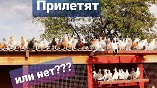 Белые голуби 20 шт командировка(сложнее)White pigeons 20 pcs business trip (more difficult)