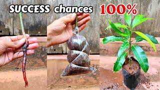 BEST Mango grafting technique % SUCCESS CHANCES | how to graft mango tree | stone grafting