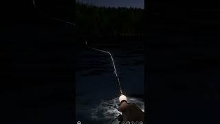 Catching with ultra light spinning. Taimen. Fishing in the river RF4 #shorts #fishing #gaming