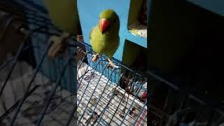 totemo Rana deli#viralvideo #youtubeshotsindia #odiyaoldsong#bayichadhei