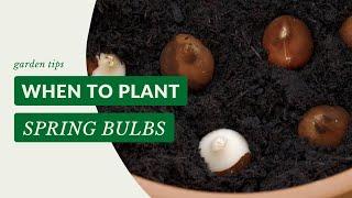 When To Plant Spring Bulbs | Gardening Tips with J. Parker's