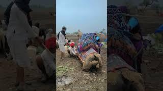 Malwa struggle life #struggle #villagelife #dewasi #malwa #shorts #rajasthan #youtubeshorts #viral