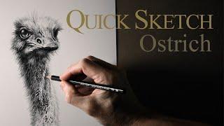 Quick Sketch - Ostrich