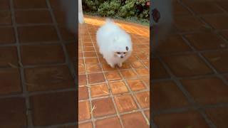 Lulu da pomerania #animais #lulu #spitz #cachorro #gatinho #shorts #dog #short #viralvideo ##spitz