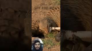 No Chance for the Snake | Mongoose Defeats Venomous Rival Again |  Animals Wildlife