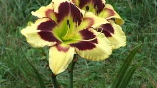 Daylilies in my garden- July 15, 2014