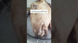 عيد الأضحى في الجزائر  #shorts