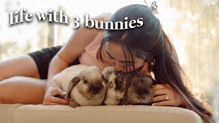 Day in the life with 3 Rabbits