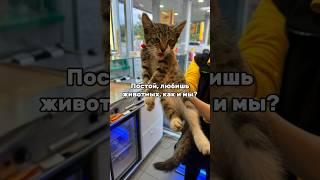 #помощьживотным #приютдлясобак #helpanimals #животные #dogshelter #творидобро #doglover #catlover