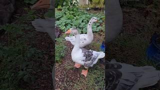Lulu is so smart! #geese