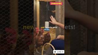 This is why you should not miss out on having Chickens in your Backyard