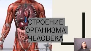 Строение организма человека. Обзор