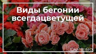 Виды бегонии всегдацветущей | toNature.Info