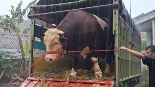 PROSES PENURUNAN SAPI RAKSASA DI KANDANG LEMBU BENGGOLO HUJAN PETIR‼️