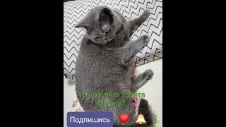 Что делает Машка обычно? Адия и Жания