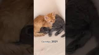 #кот #котики #котята #коты #cutecat #catlover #cat