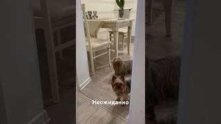 Как происходит замок у собак #dogs #dog #youtubeshorts #youtube #shorts #lana #doglive