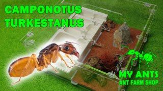 Initial ant colony of Camponotus turkestanus (formicarium for ants/nest for ants)