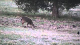 Buck I shot last year