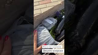 Саджанці,рослини для сада,відгуки . Пакування рослин , саджанці поштою