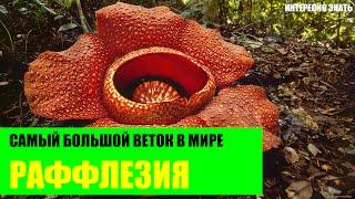 Раффлезия - самый большой цветок в мире