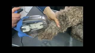 Brushing a paw with heavy coat with the ADB Petite