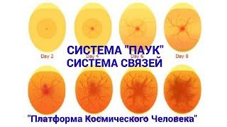 Система "Паук". Развитие эмбриона яйца: "Платформа Космического Человека". В. М. Бронников