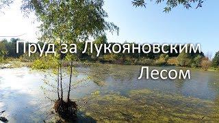 Поиски «Тютюшинского» пруда. Высохший «Лукояновский» пруд.