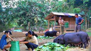 The old man helps weave a basket - Harvest vegetables for the pigs. Install wooden doors