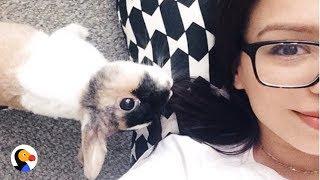 Bunny With Balance Issues Just Keeps Hopping | The Dodo