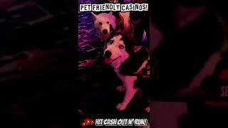 We LOVE seing puppies in CASINOS!