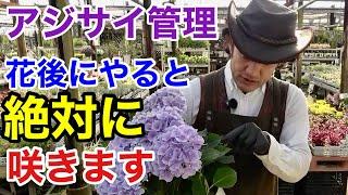 【必ずやるべき3つの作業】 紫陽花の6月の管理にはお気をつけ下さい！                      【カーメン君】【剪定】【植え方】【初心者】