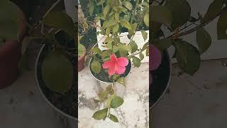 Upcoming flowers  with upcoming days# Anushka's Garden life # new flowers