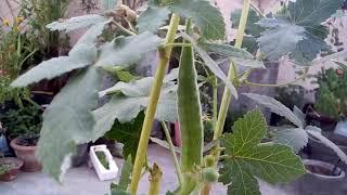 548 - Bhindi ke purane plants ki thodi si care karke winter me bhindi kaise paayen (Hindi /Urdu) 22