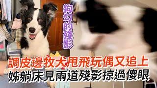 調皮邊牧犬甩飛玩偶又追上　姊躺床見兩道殘影掠過傻眼｜寵物動物｜狗｜搞笑