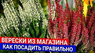 Верески из магазина - как посадить правильно