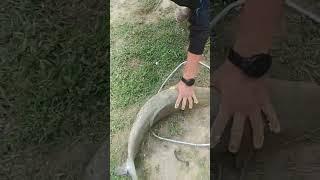 Балиқ ови. Сирдарё. Трофей. Белый Амур 10кг #fishing #carpfishing #baliqovi #рыбалка