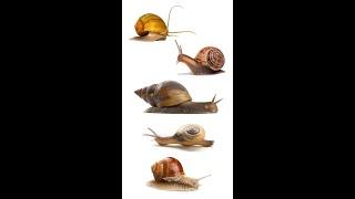 Best Pet Snails | Best Pet Snail Species #Snails #PetSnails