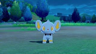 Shinx In Camp - Pokemon Sword & Shield