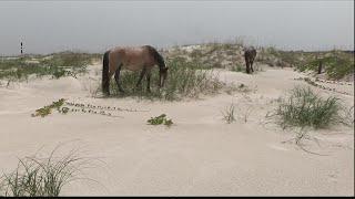 Battle over Cumberland Island horses