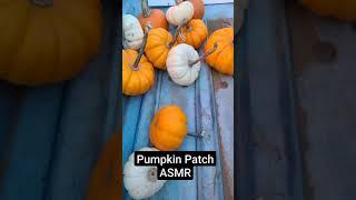 Pumpkin Patch ASMR